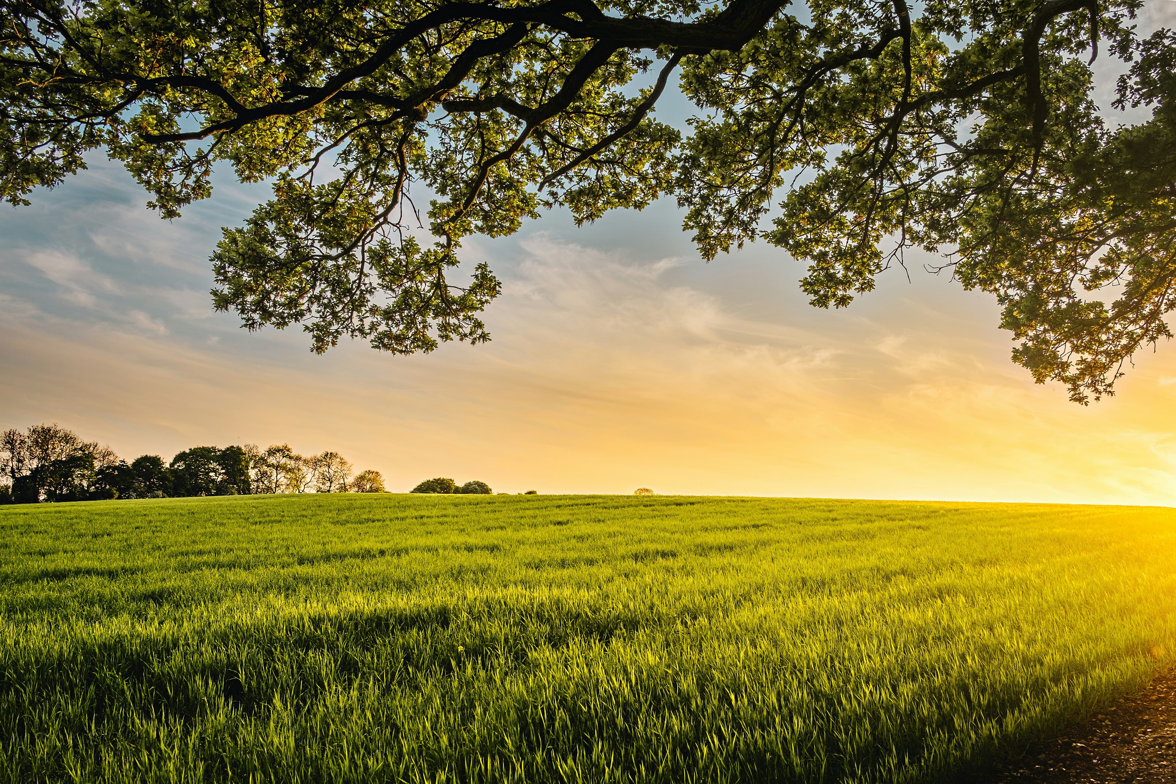 What is Regenerative Agriculture and Why is it Making a Comeback Now?